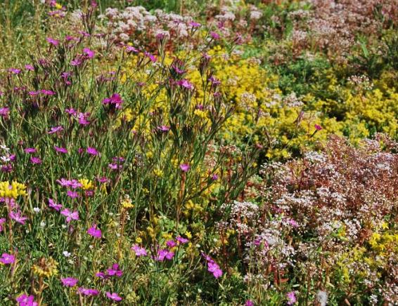 Biodivers Sedum Kruidendak