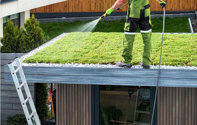 Hoeveel en hoe vaak moet je een sedumdak water geven?